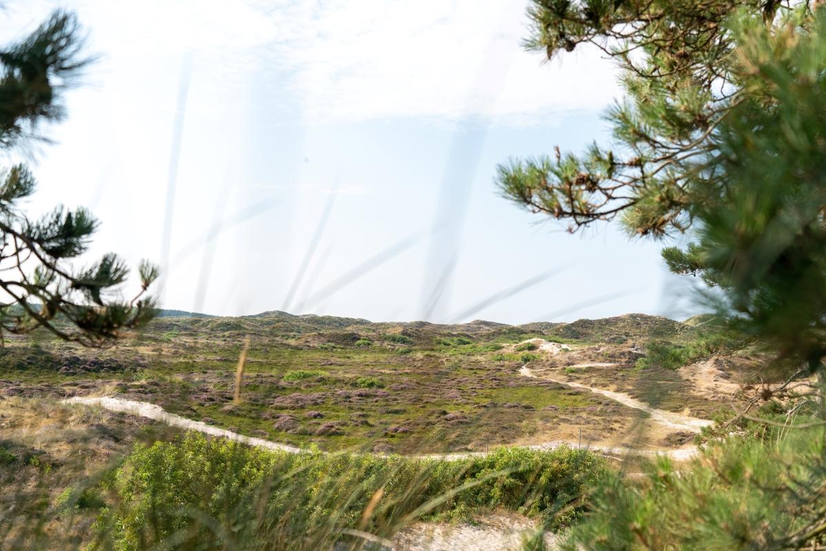 Duingebied van Schoorl